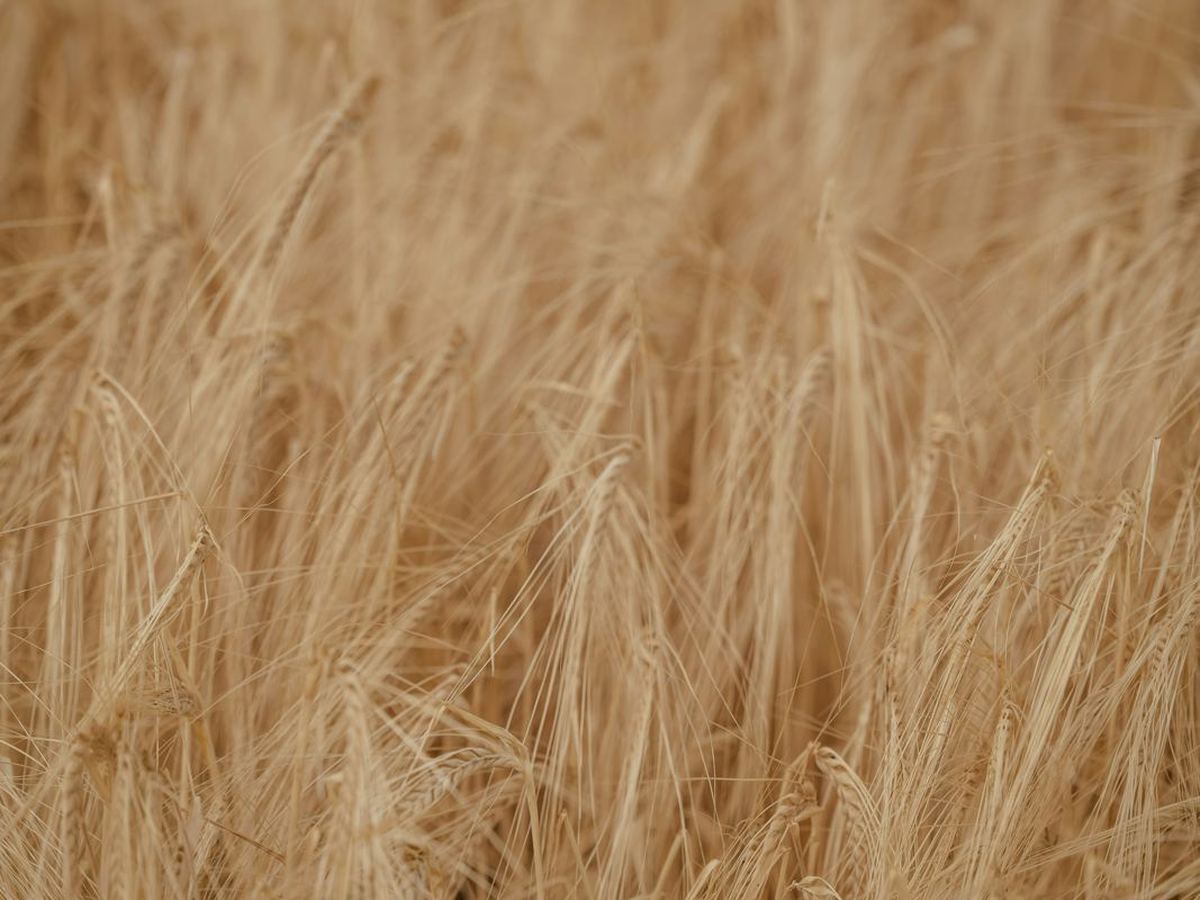Golden grain fields